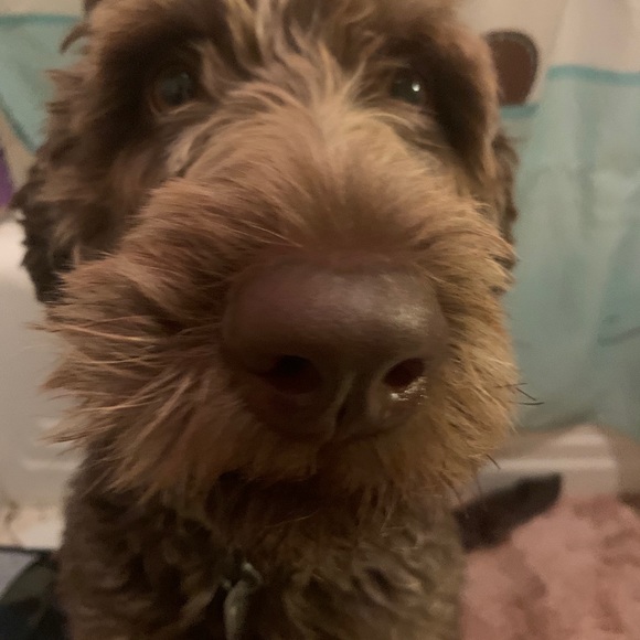 Meet your Posher, Robin - Picture 1 of 1